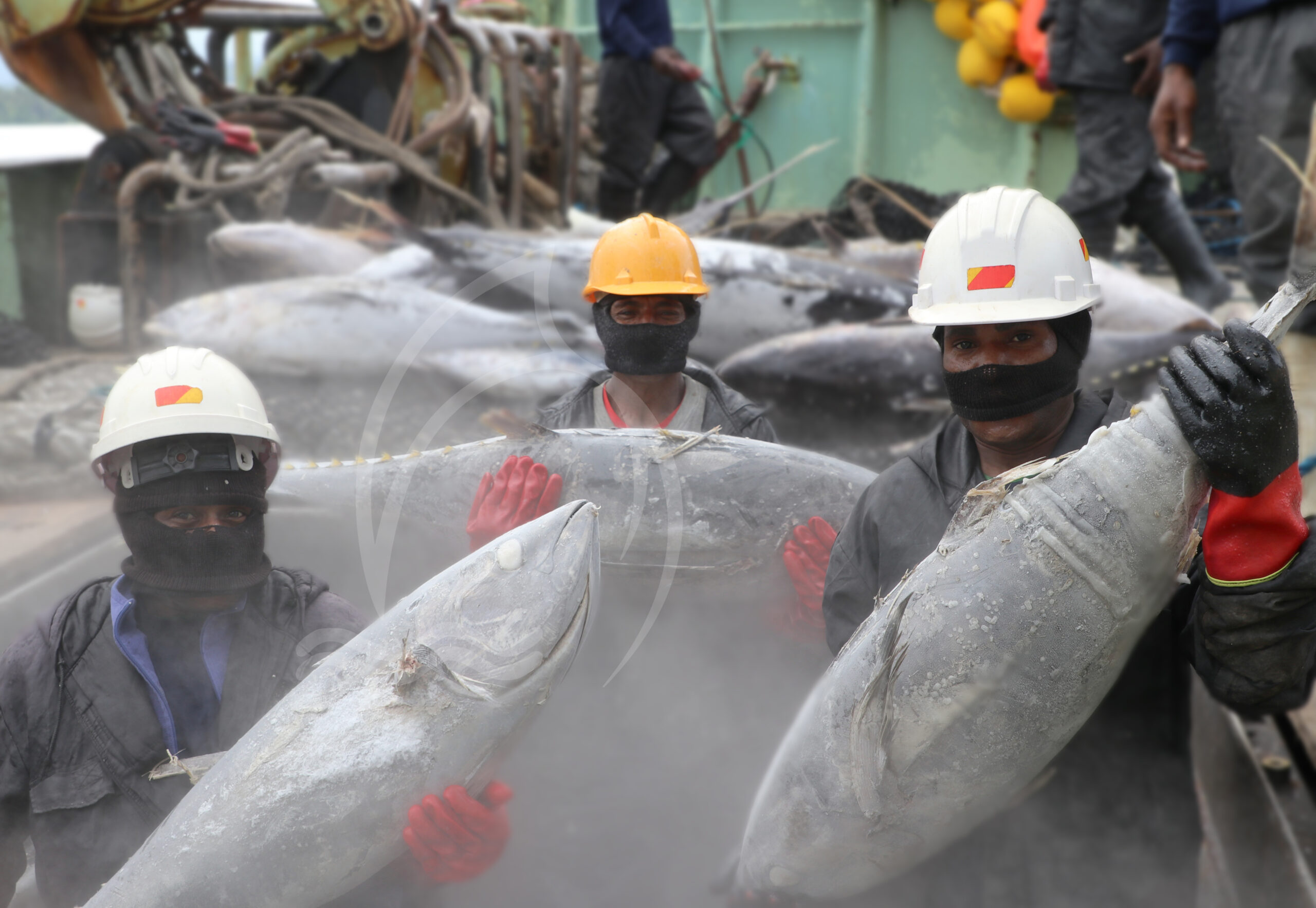 Implementation Of The National Tuna Domestication Strategy (NTDS) Vital For PNG To Become a Major Tuna Processing Hub In The Asia-Pacific Region